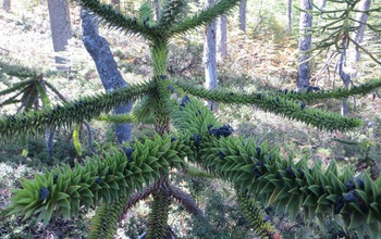 An Araucaria tree near Villarrica,